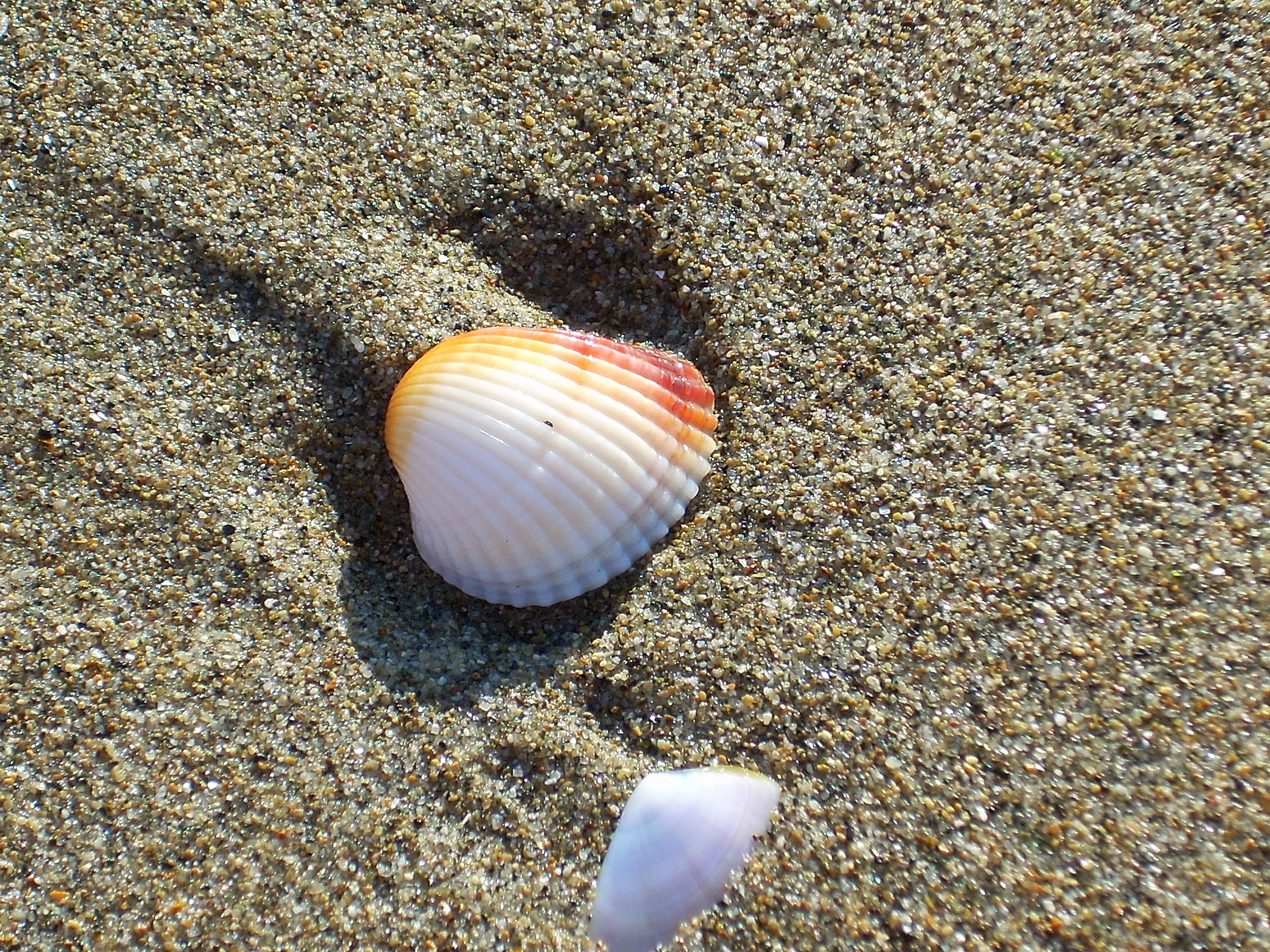 Spiaggia di Lido di Castel Fusano