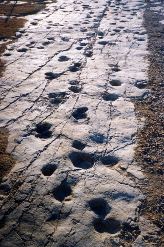 Cava dei dinosauri