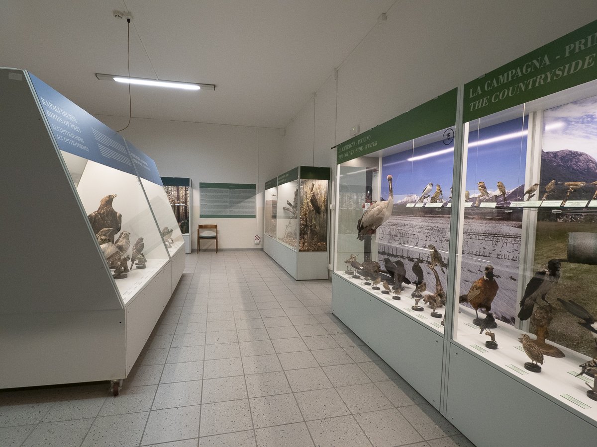 museo ornitologico Scanagatta - Varenna