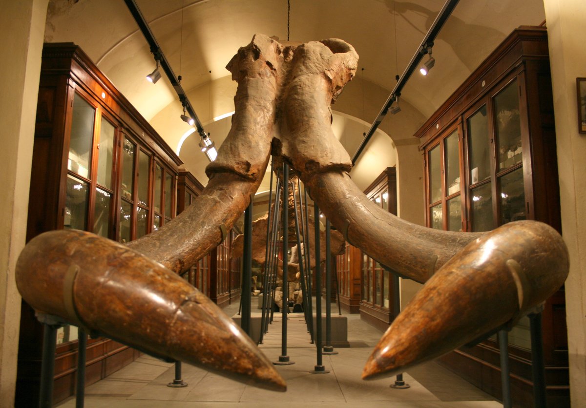 Museo paleontologico di Montevarchi
