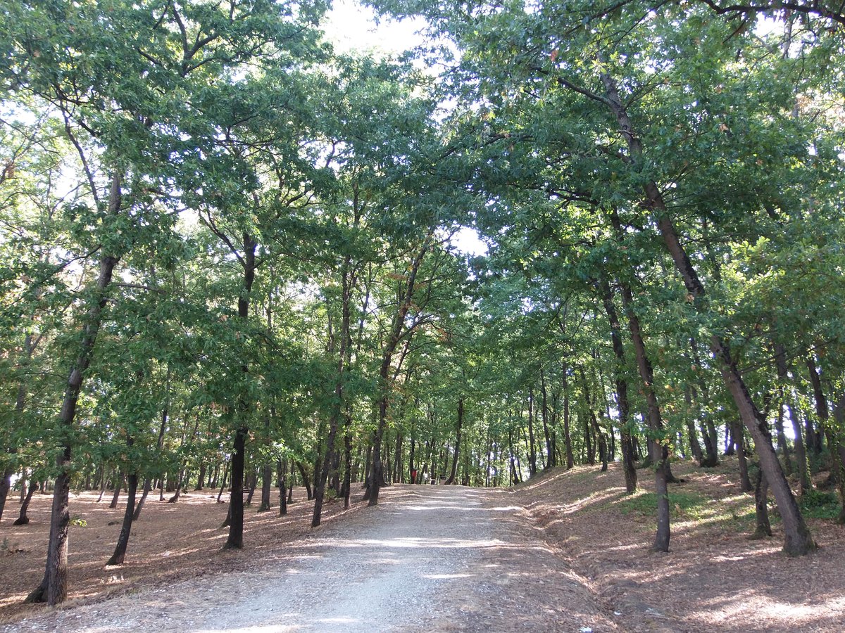 parco pubblico di San Romano (vulgo il Bosco dei Frati) - Montopoli in Val d'Arno