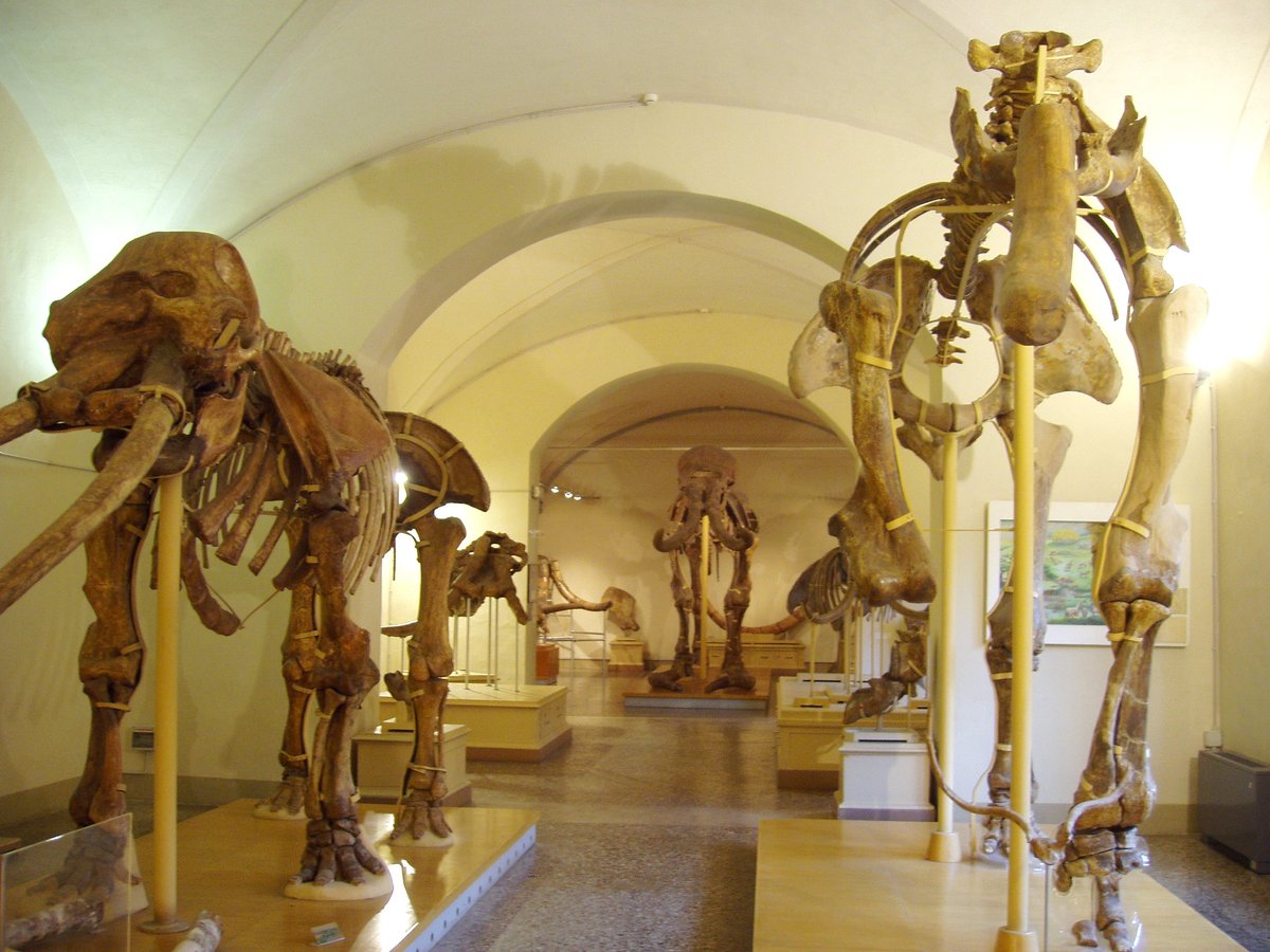 Museo di geologia e paleontologia