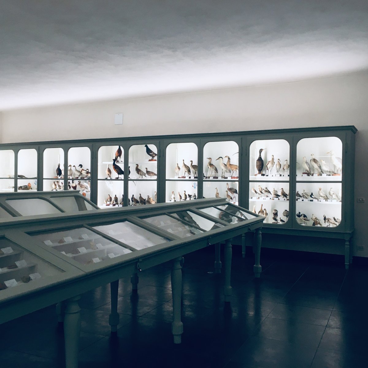 Museo Calderini