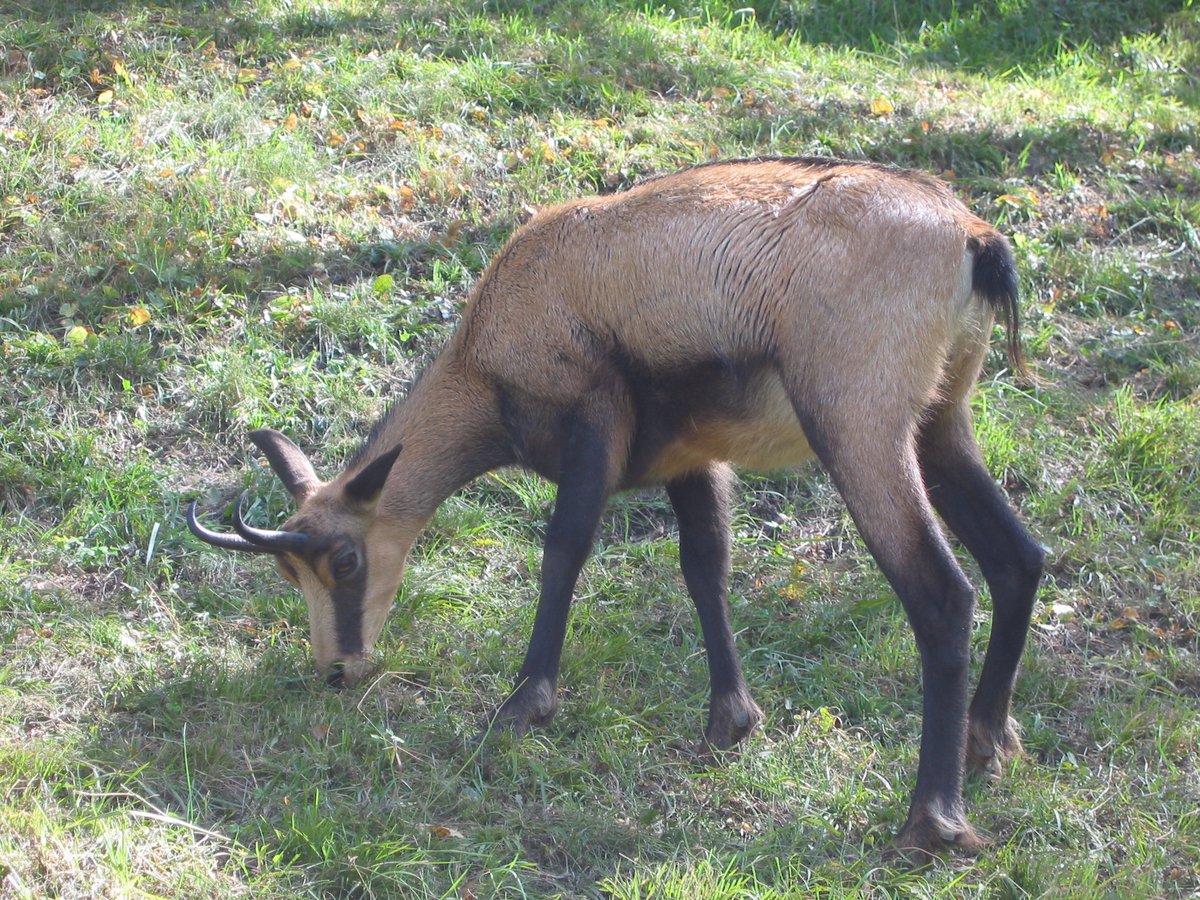 Parc animalier d'Introd - Introd