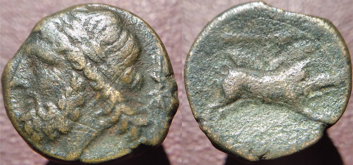 Argos Hippium