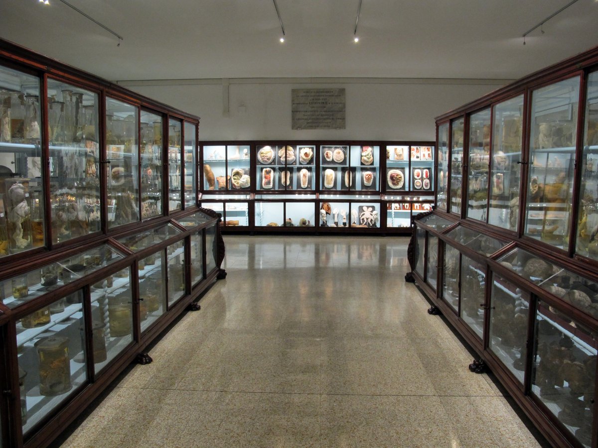 Museo di storia naturale sezione biomedica - 1