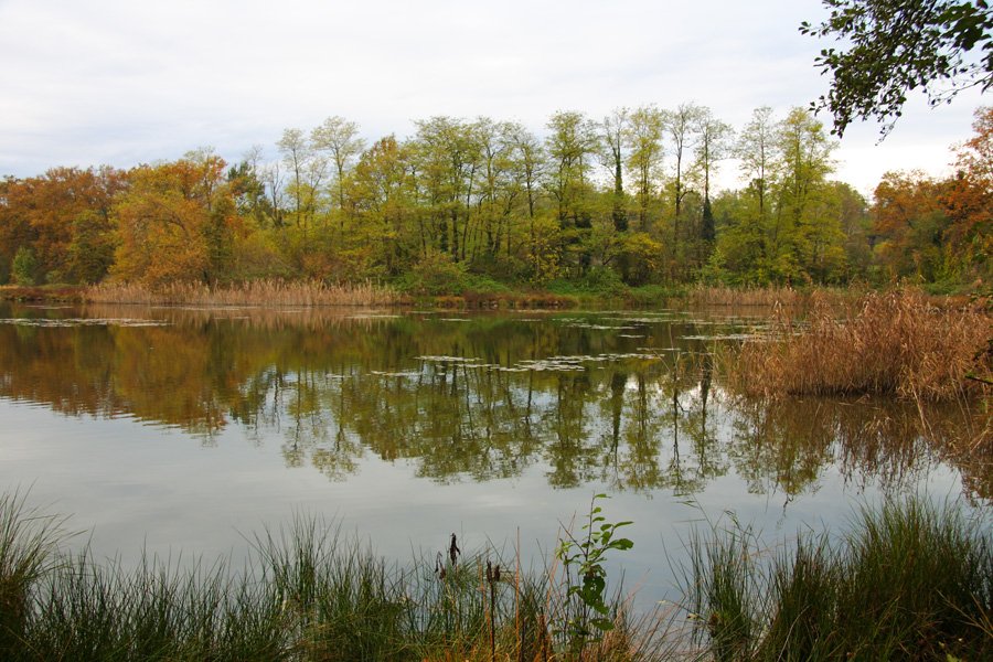 parco naturale dei Lagoni di Mercurago - Arona