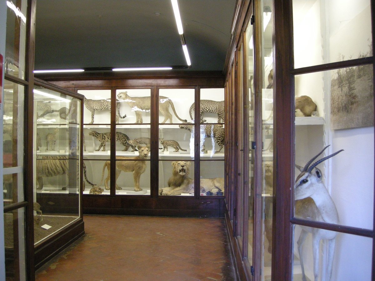 Museo di storia naturale sezione di zoologia La Specola