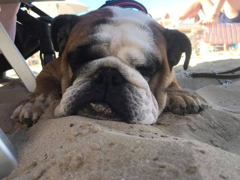Animalido Dog Beach - 2