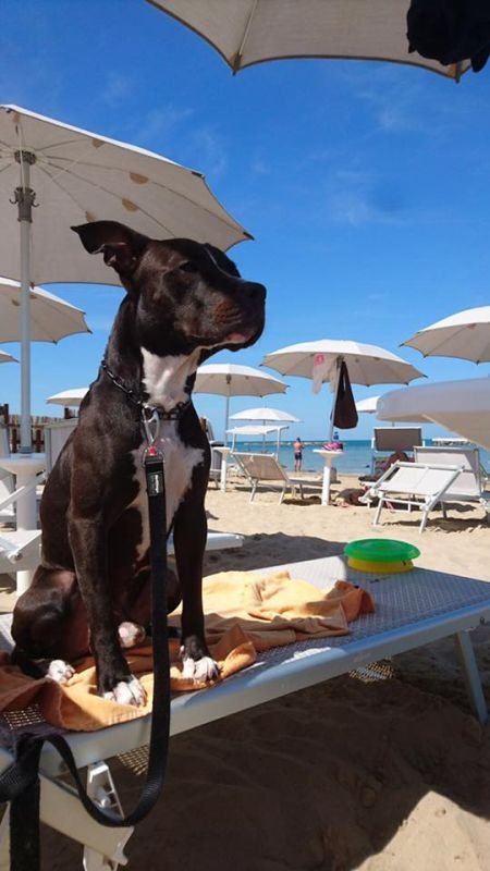 Animalido Dog Beach - 3
