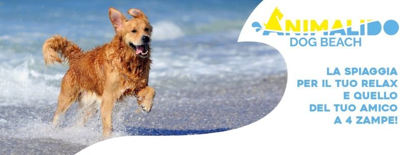 Animalido Dog Beach - 4