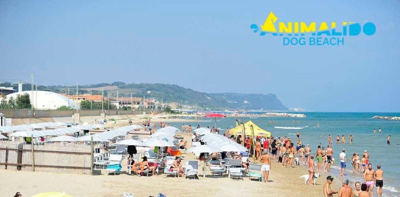 Animalido Dog Beach - 5