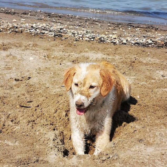 Spiaggia Libera Per Cani - Dog Beach - 2