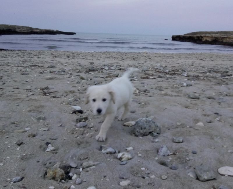 Dog Beach Costa Merlata - 3