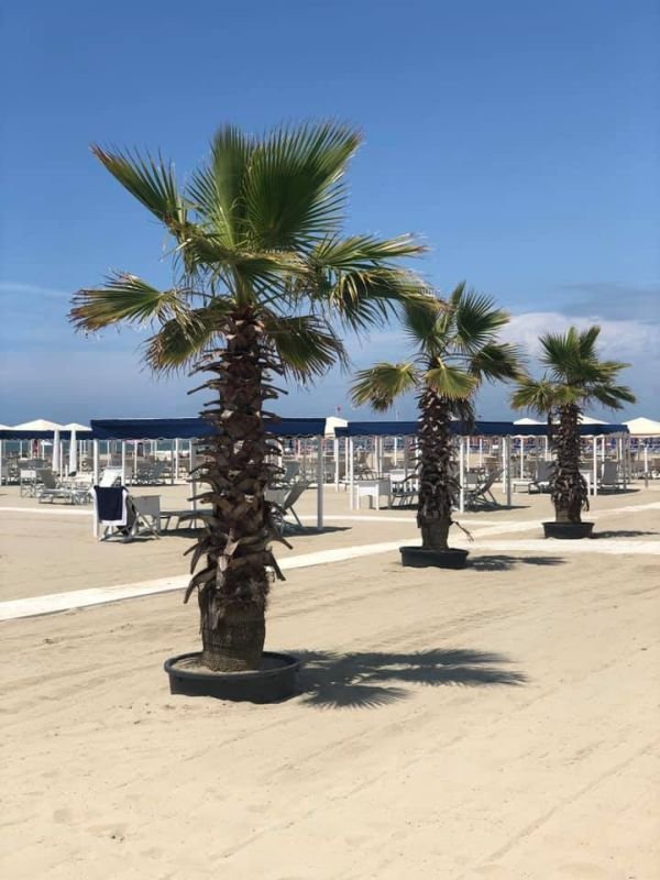 Cavalluccio Marino - 3