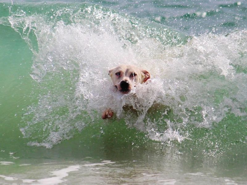 Bagno Mojito Dog - 5
