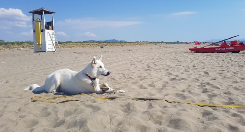 Dog Beach