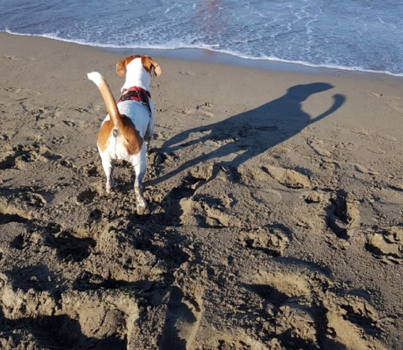 Dog Beach - 2