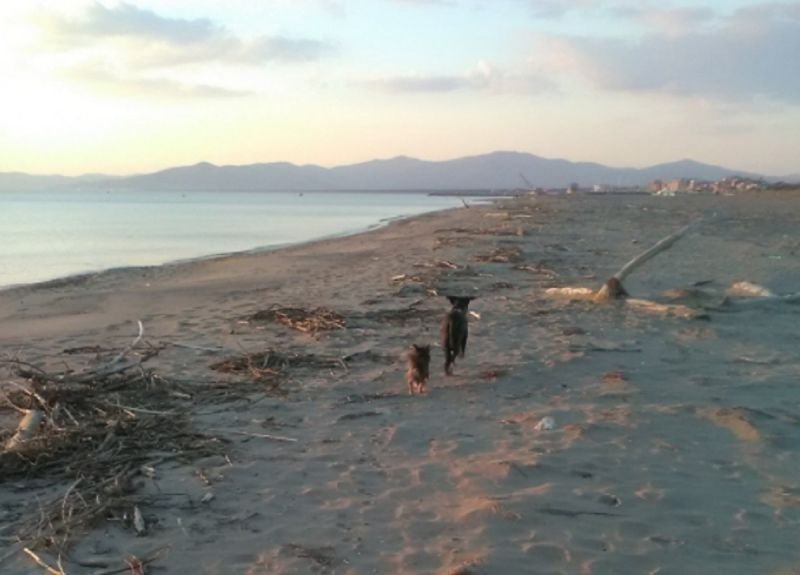 Dog Beach - 3