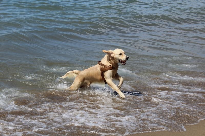 Carpe Canem - Orbetello