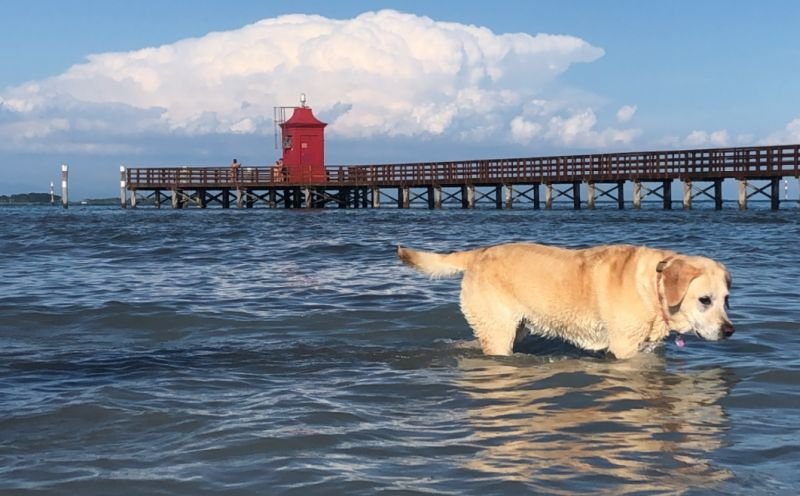 Dog Beach - Lignano Sabbiadoro