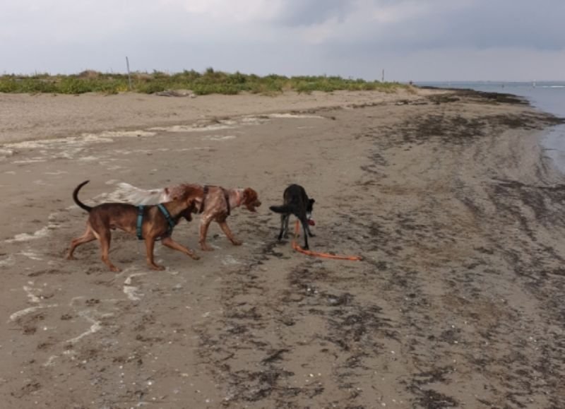 Dog Beach - 2