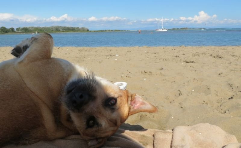 Dog Beach - 3