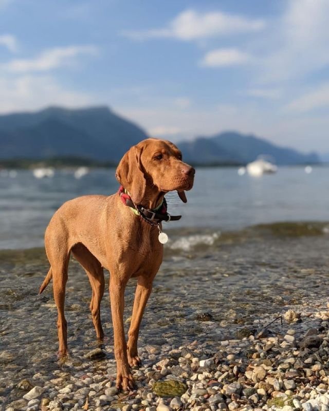 Fido Beach - 4