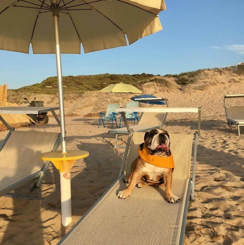 Lido Dog Beach - 2