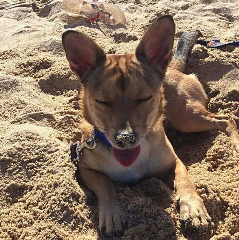 Lido Dog Beach - 3