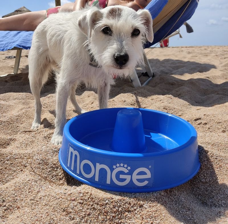 Lido Dog Beach - 4
