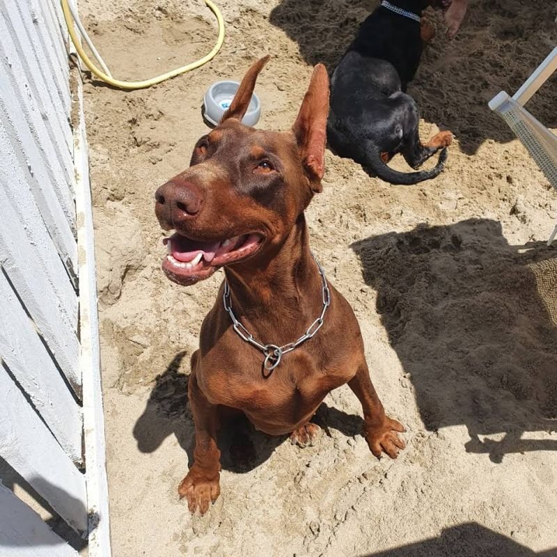 Lido Dubai Spiaggia Per Cani - 2