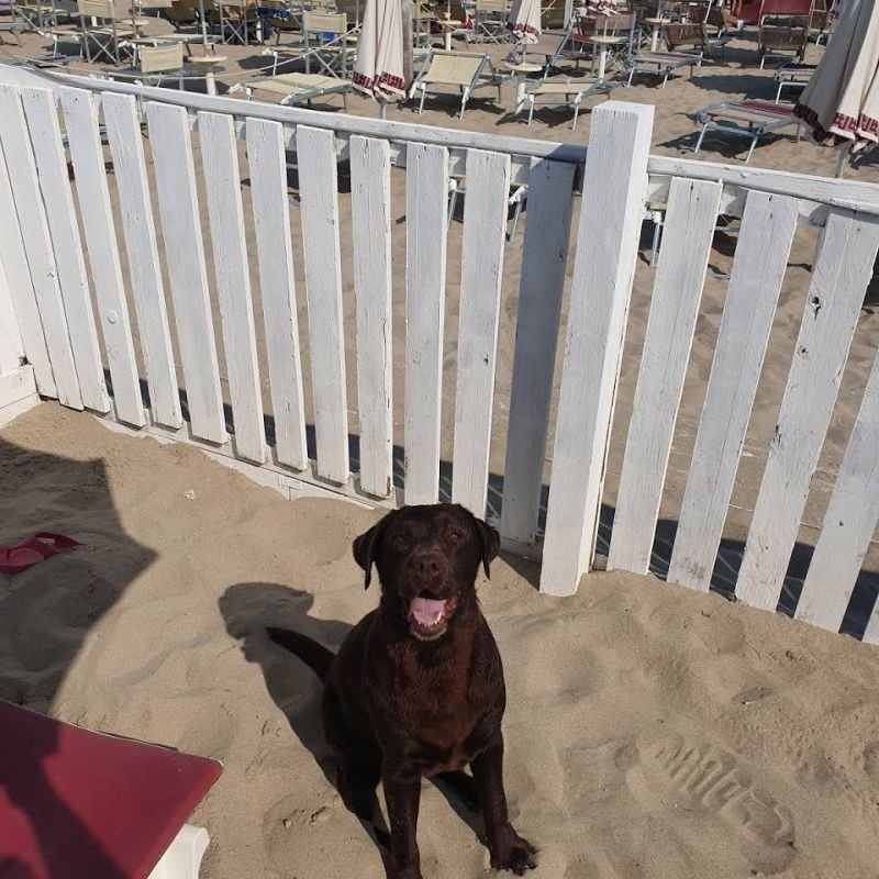 Lido Dubai Spiaggia Per Cani - 3