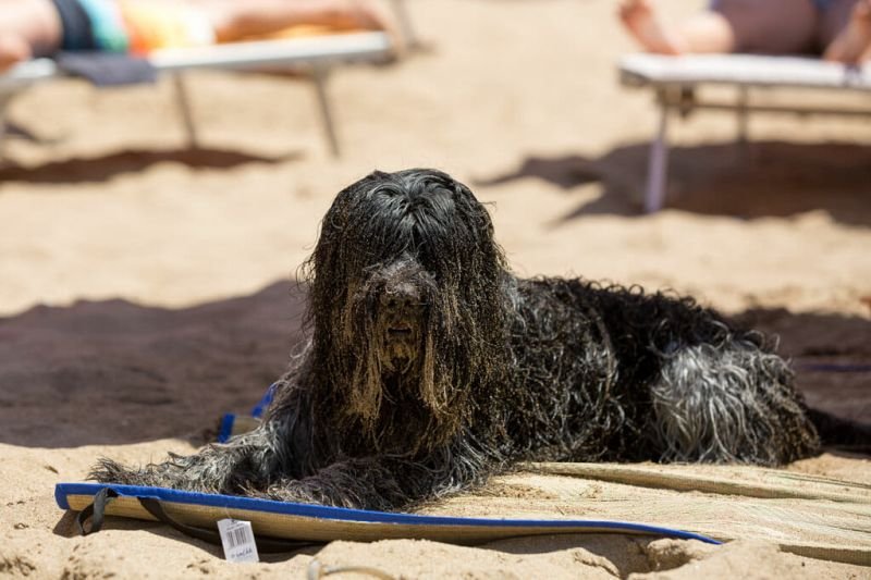 Dog Beach - San Vincenzo