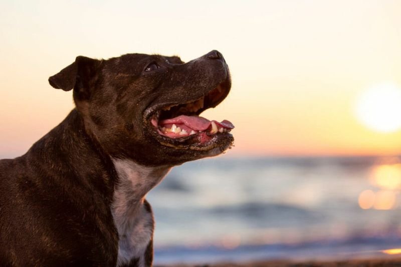 Dog Beach - 2