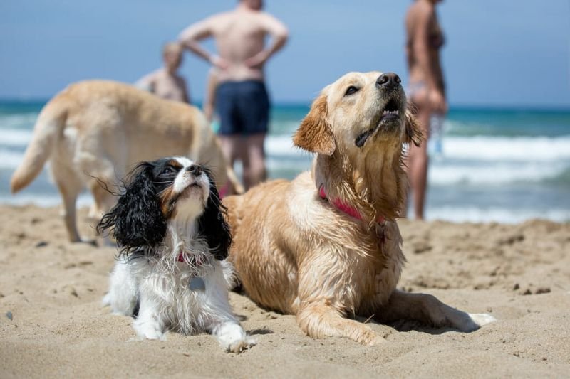 Dog Beach - 3