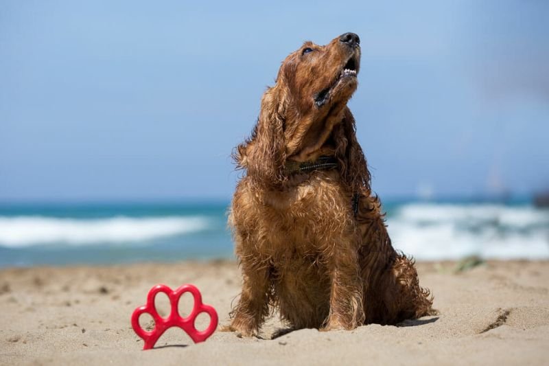 Dog Beach - 4