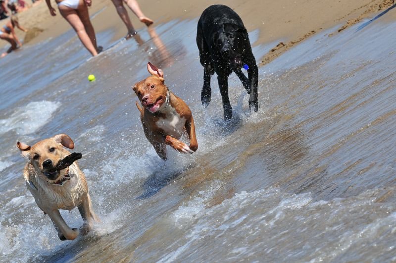 Dog Beach - 5