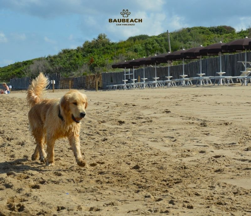 BauBeach - San Vincenzo