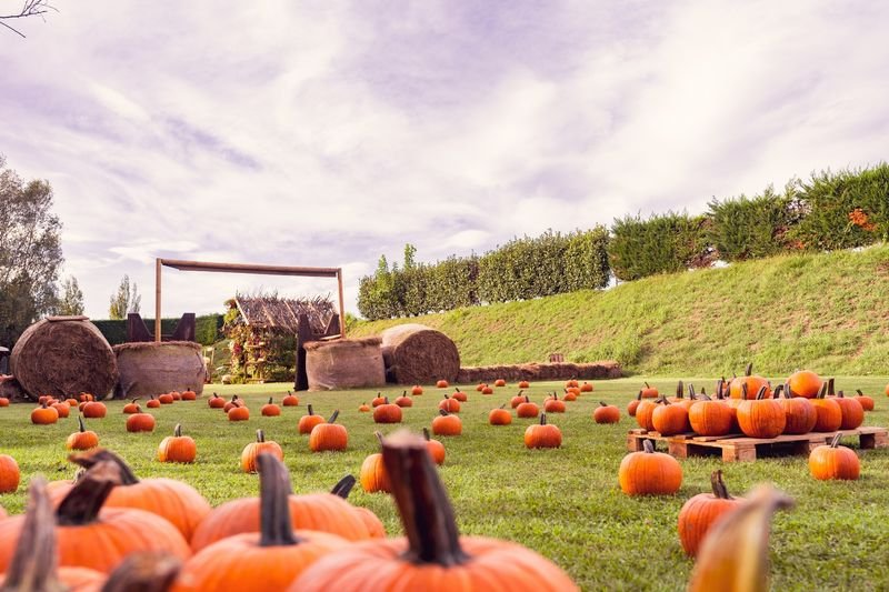 Il Ranch Pumpkin Patch - Olgiate Olona