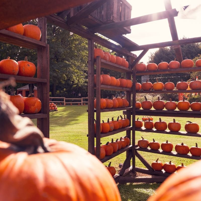 Il Ranch Pumpkin Patch - 3