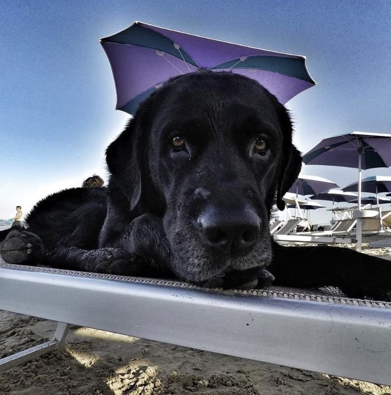 Islamorada Dog Beach - 3