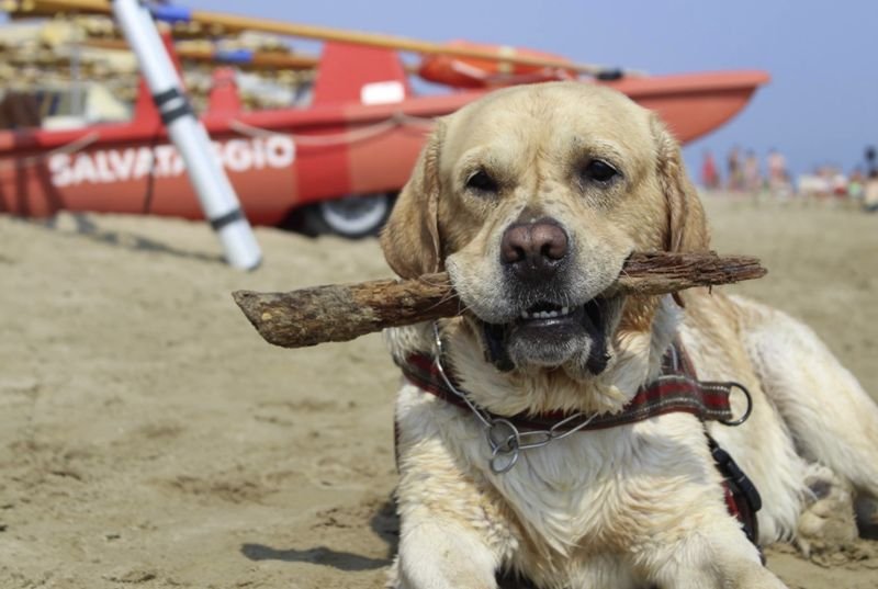 Islamorada Dog Beach - 4