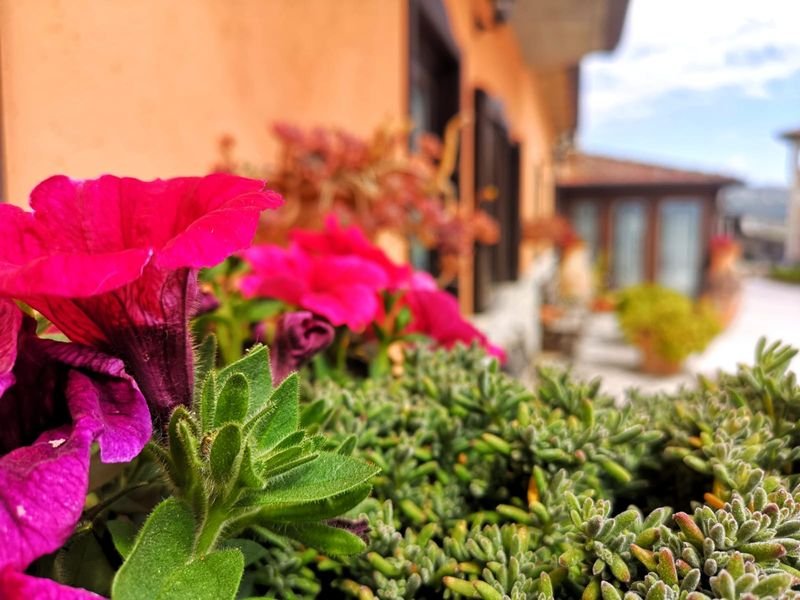Farm Collina di Roseto - 4
