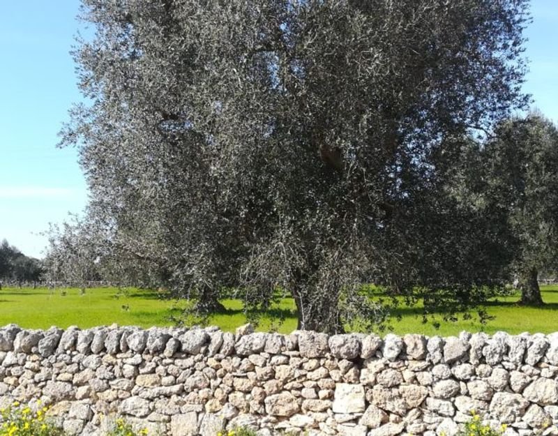 FarmHouse Le Terrazze di Serranova, among Ostuni, Brindisi, Salento - 3