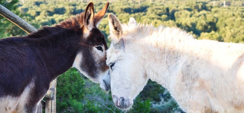 FarmHouse Le Terrazze di Serranova, among Ostuni, Brindisi, Salento - 5